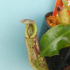 ¥1200食虫植物ウツボカズラダイエリアナの画像