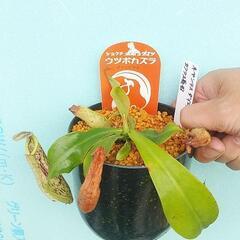 ¥1200食虫植物ウツボカズラダイエリアナ