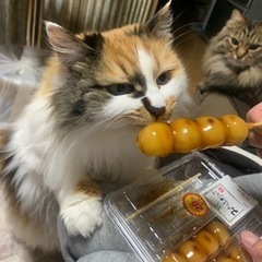 趣味友達募集〜（スノボメイン） - その他