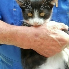トライアル決定！子猫の里親募集②