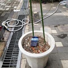 植木鉢、支え棒付き‼️👍️