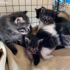 かわいい猫ちゃんの里親募集です！