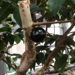 ジャボチカバ　苗1鉢