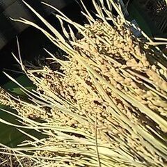 値下げ残り４袋　R4年産コシヒカリ（籾23㎏）