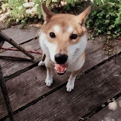 里親をさがしておりますm(_ _)m