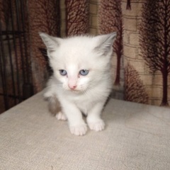 生後1ヶ月のかわいい子猫1