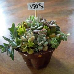 ミニミニ寄せ植え