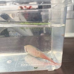 闘魚の画像