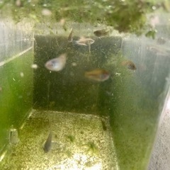 闘魚の画像