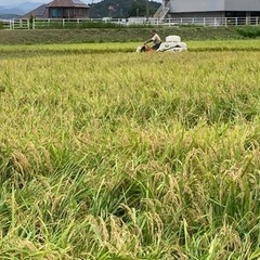 令和4年産新米　キヌヒカリ　玄米30kg  １１月中に３袋以上お...