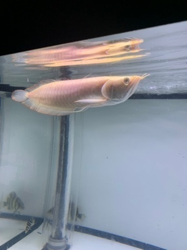 アルビノシルバーアロワナ