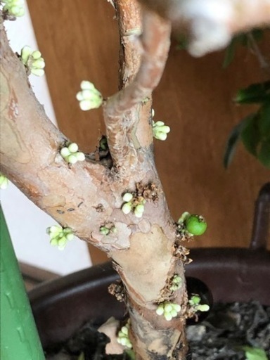 【終了】ジャボチカバ　鉢植え（13号相当40cm鉢）