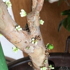 【終了】ジャボチカバ　鉢植え（13号相当40cm鉢）