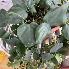 フィロデンドロン オキシカルジウム　観葉植物の画像
