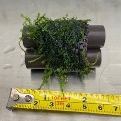 水草  水槽レイアウト 土管にフレイムモス【商談中】