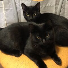仲良し　黒猫ちゃん姉妹　2匹とも譲渡予定あります　ご覧の皆様　有...