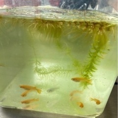 お問い合わせ多数の為、新規の受付終了です。メダカ　赤ちゃん　10匹の画像