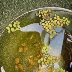 お問い合わせ多数の為、新規の受付終了です。メダカ　赤ちゃん　10匹の画像