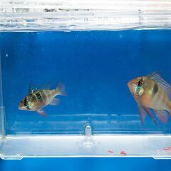 ジャーマンラミレジィ1ペアと稚魚30匹