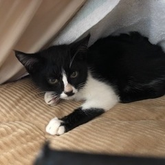【緊急募集】生後1ヶ月半ぐらいの仔猫