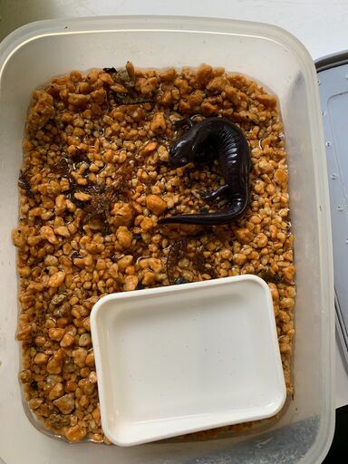 ヒダサンショウウオ 生体 2ペア 4匹セット ワインセラー付き