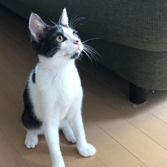 多頭向き4ヶ月男の子ハチワレくん