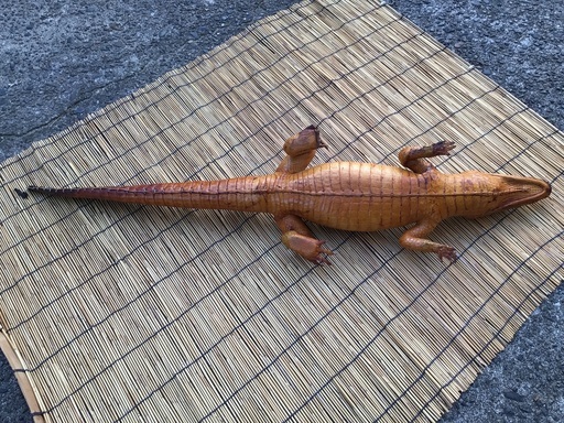 鰐です。