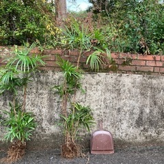 観葉植物　棕櫚竹の画像