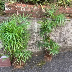 観葉植物　棕櫚竹の画像