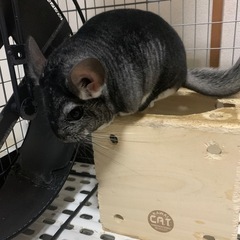 チンチラです
