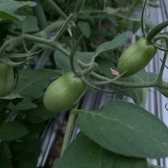 農作物の管理作業　募集！の画像