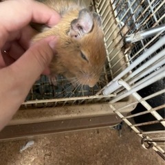 デグー