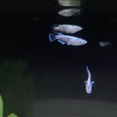サバの極み若魚1ペア