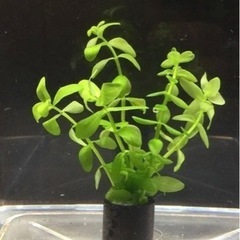 水草
