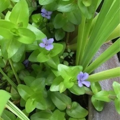 水草の画像