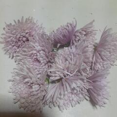 食用菊