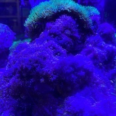 バブルディスクコーラルの画像