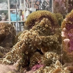 バブルディスクコーラルの画像