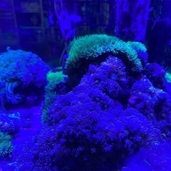 スターポリープの画像