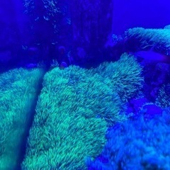 スターポリープ