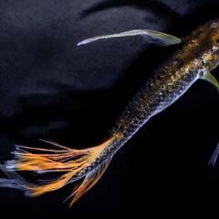 【サウザーメダカ】琉虎鰭長(りゅうこひれなが)♪今年も激安‼️の画像