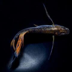 【サウザーメダカ】琉虎鰭長(りゅうこひれなが)♪今年も激安‼️の画像