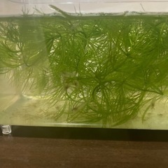 ミナミヌマエビ差し上げます