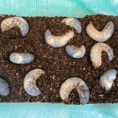 国産カブトムシの幼虫④