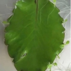 マザーリーフ！幸せの葉っぱ！！2枚入の画像
