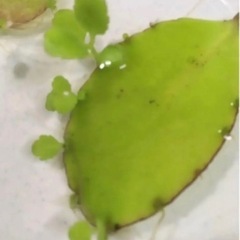 マザーリーフ！幸せの葉っぱ！！2枚入の画像