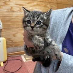 キジトラかわいい男の子
