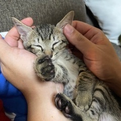 『里親決まりました』【シャム】お盆の8/15生まれの子猫です♪