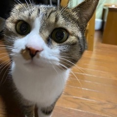 ムギ 女の子 3歳