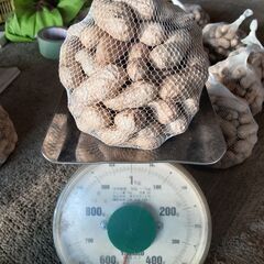 茹で落花生の新品種　おおまさりネオ